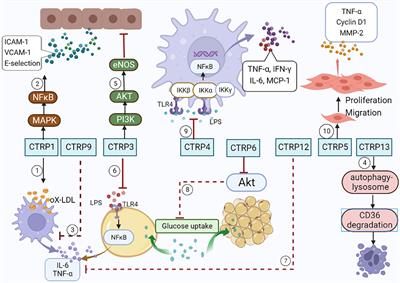 Multi-faceted roles of C1q/TNF-related proteins family in atherosclerosis